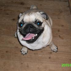 Mops Muffin