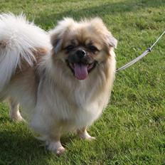 Tibetansk spaniel Nyima's Blue Impromtu