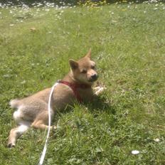 Shiba Reika (zigzag sn-Chika)