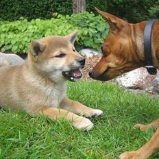 Shiba Reika (zigzag sn-Chika)