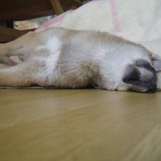 Shiba Reika (zigzag sn-Chika)