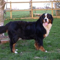 Berner sennenhund Akita
