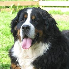 Berner sennenhund Akita