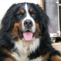 Berner sennenhund Athena