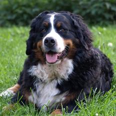 Berner sennenhund Athena