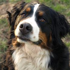 Berner sennenhund Athena