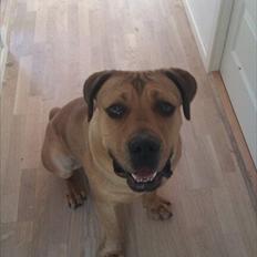 Blanding af racer Chuck