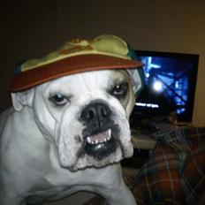 Blanding af racer Luna