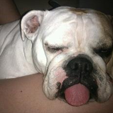 Blanding af racer Luna