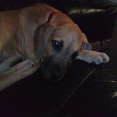 Grand danois Pixi Bella