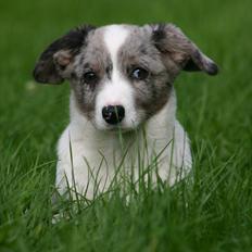 Welsh corgi cardigan Eeys