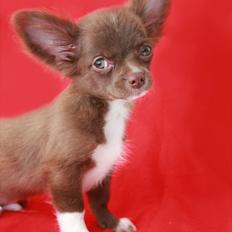 Chihuahua Sukkerpels COCIO. cocio !