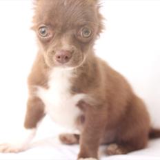 Chihuahua Sukkerpels COCIO. cocio !