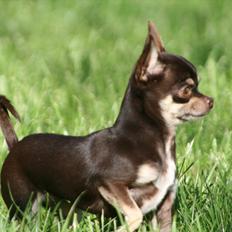 Chihuahua Gimmie From Sweetie DKK
