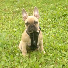 Fransk bulldog Cocio