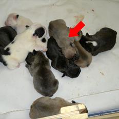 Fransk bulldog Cocio