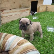 Fransk bulldog Cocio