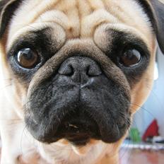 Mops Lulu (nabos hund)