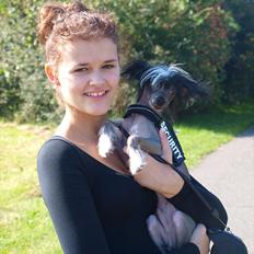 Chinese crested hårløs Kajser <3