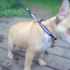 Fransk bulldog Tyson