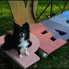 Blanding af racer Zita Chi/Papillon (RBM)