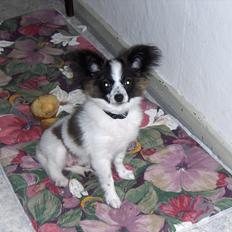 Papillon Lykkedalen´s Majka