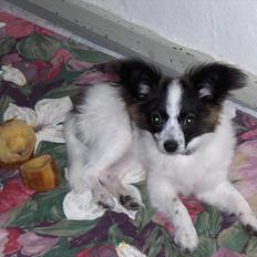 Papillon Lykkedalen´s Majka