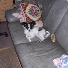 Papillon Lykkedalen´s Majka