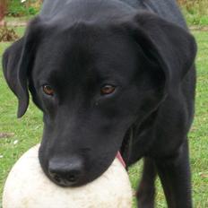 Blanding af racer Zorro