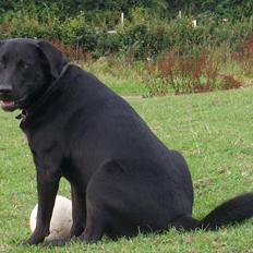 Blanding af racer Zorro