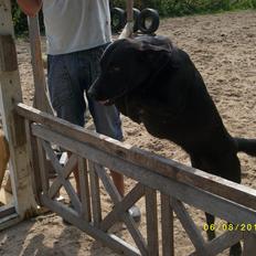 Blanding af racer Zorro