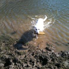 Hvid schæfer Jasmin