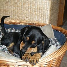 Blanding af racer Balder