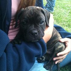 Blanding af racer Old english bulldog ~ Ozzy<3