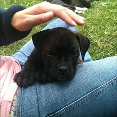 Blanding af racer Old english bulldog ~ Ozzy<3
