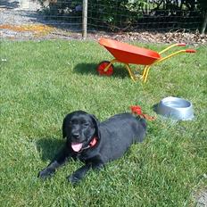 Labrador retriever Tumbarumba`s "Texas"