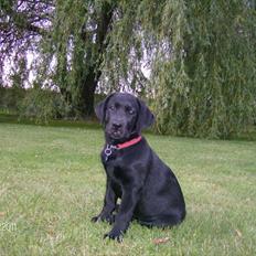 Labrador retriever Tumbarumba`s "Texas"