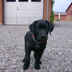 Labrador retriever Tumbarumba`s "Texas"