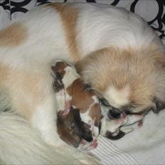 Pekingeser Luna