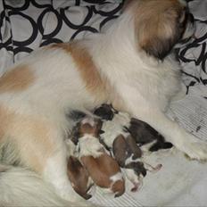 Pekingeser Luna