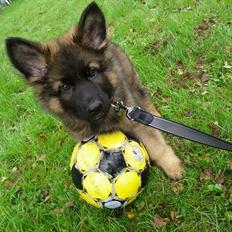 Schæferhund King ( dræbt af den nye ejer )