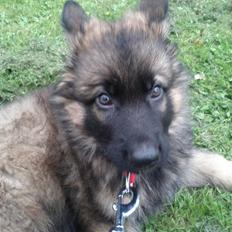 Schæferhund King ( dræbt af den nye ejer )