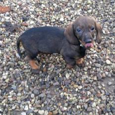 Gravhund Frække Frida :o)