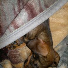 Gravhund Frække Frida :o)