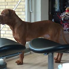 Dogue de bordeaux Jarl.