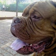 Dogue de bordeaux Jarl.