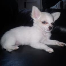 Chihuahua Stella