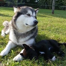 Norsk buhund Ragnhild  "Rally"