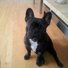 Fransk bulldog Geluna Von Hempel Klinton