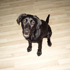 Labrador retriever Chilli